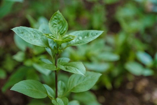Quelles sont les meilleures pratiques pour l'entretien écologique des parcs et jardins publics ?