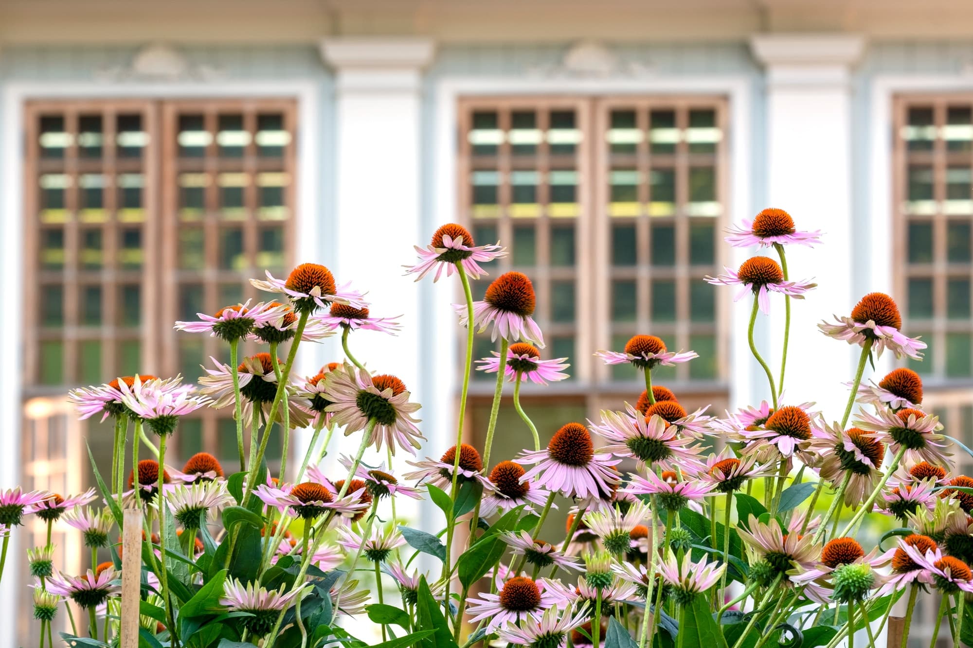 Les étapes clés pour créer un parterre de fleurs