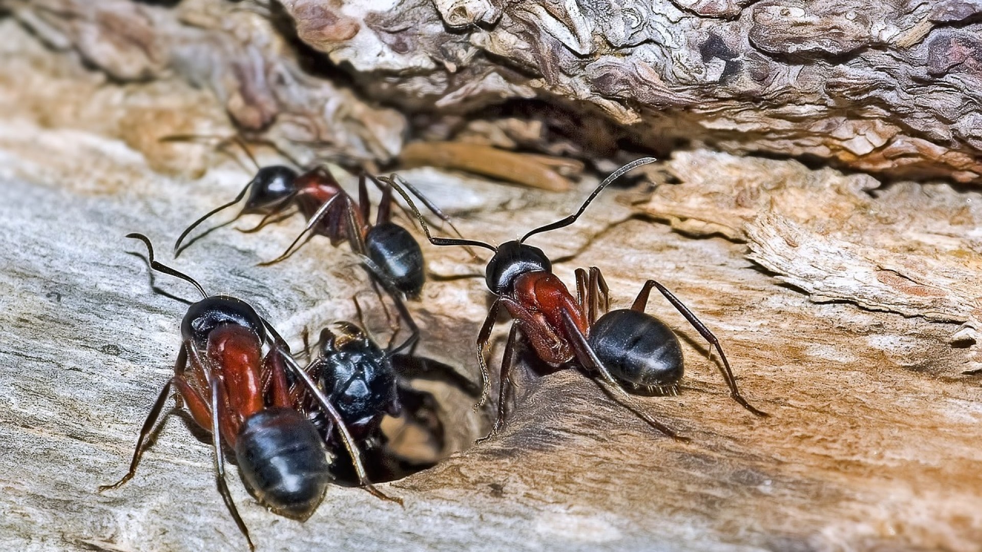 Bannissez les insectes de votre maison grâce à un spécialiste !